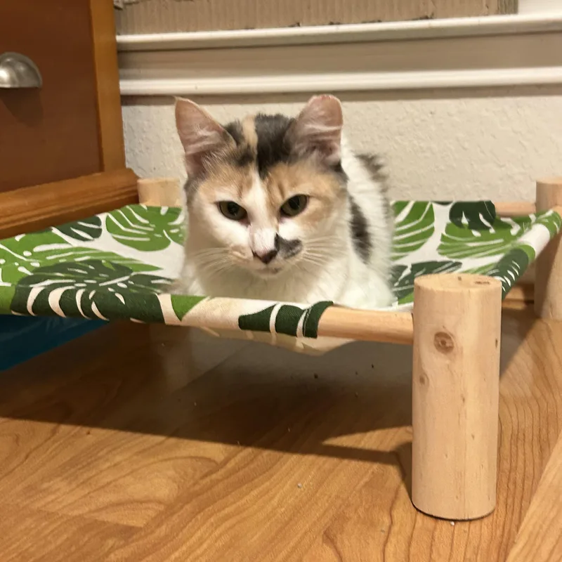 A young medium-sized female Calico cat named Bernie for adoption in Keller, TX
