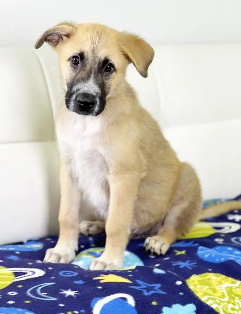 A baby medium-sized male Shepherd dog named Boy Meets World Litter for adoption in Savage, MN