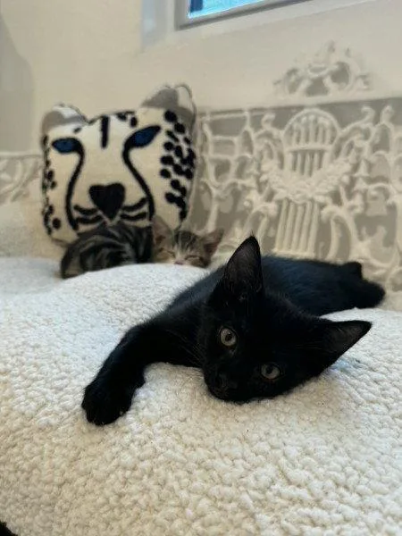 A baby medium-sized male Black Domestic Short Hair cat named Binx for adoption in St. Cloud, FL