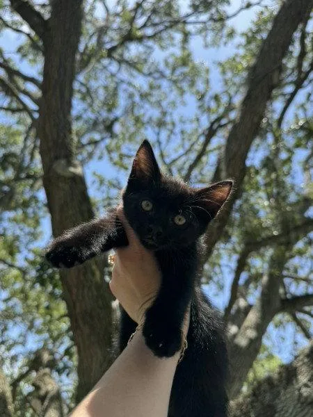 Binx thumbnail 2