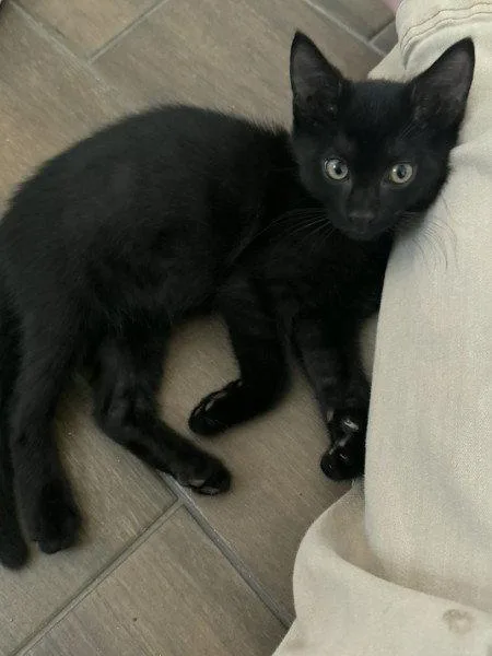 Binx thumbnail 3