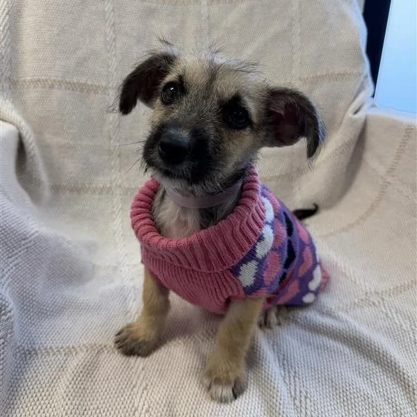A baby small-sized female Terrier dog named Jelly Bean for adoption in Hawthorne, CA