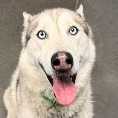Nuka