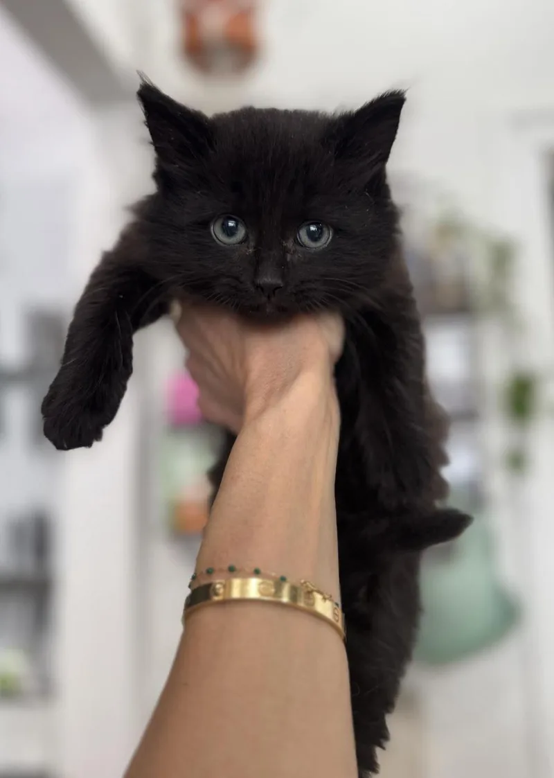 A baby medium-sized male Black Domestic Short Hair cat named Baklava for adoption in New York, NY