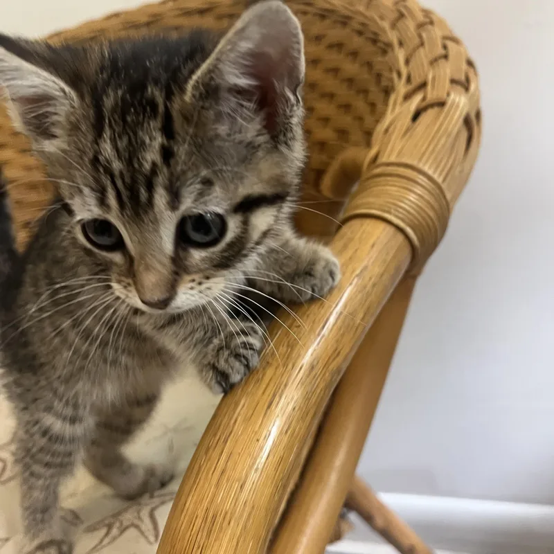 A baby medium-sized female Tabby (Brown / Chocolate) Domestic Short Hair cat named Finnley for adoption in Southold, NY