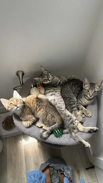 A baby medium-sized female Tabby (Gray / Blue / Silver) Domestic Short Hair cat named Briar Rose for adoption in Los Angeles, CA