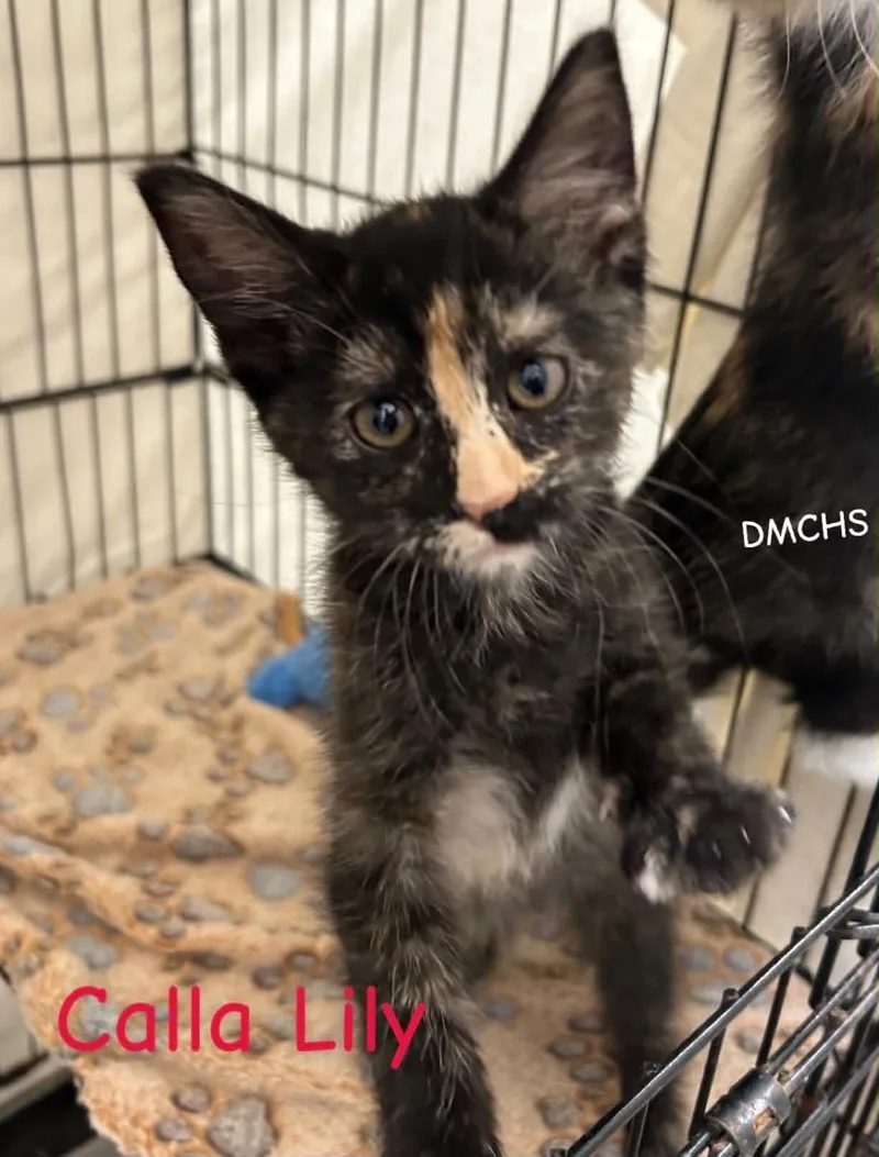 A young small-sized female Tortoiseshell Domestic Short Hair cat named Calla Lily for adoption in Burlington, IA