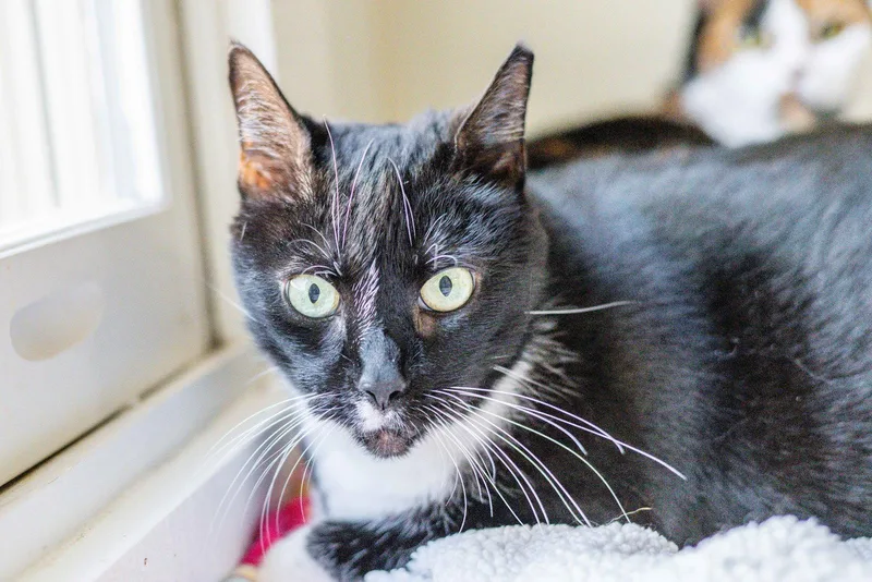 A senior large-sized female Black & White / Tuxedo Domestic Short Hair cat named Bridgette for adoption in Hilton Head Island, SC