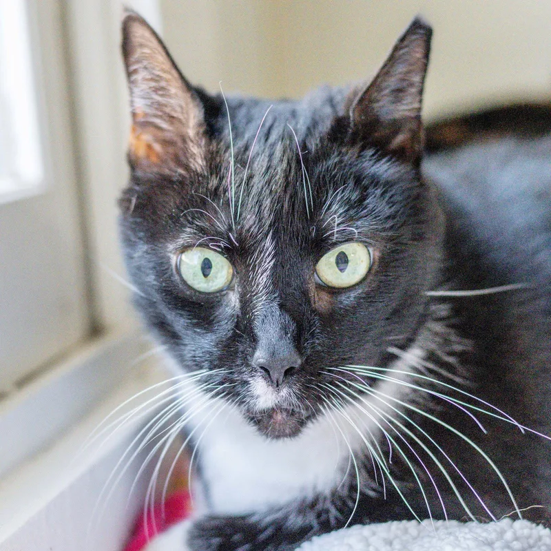 Bridgette thumbnail 3