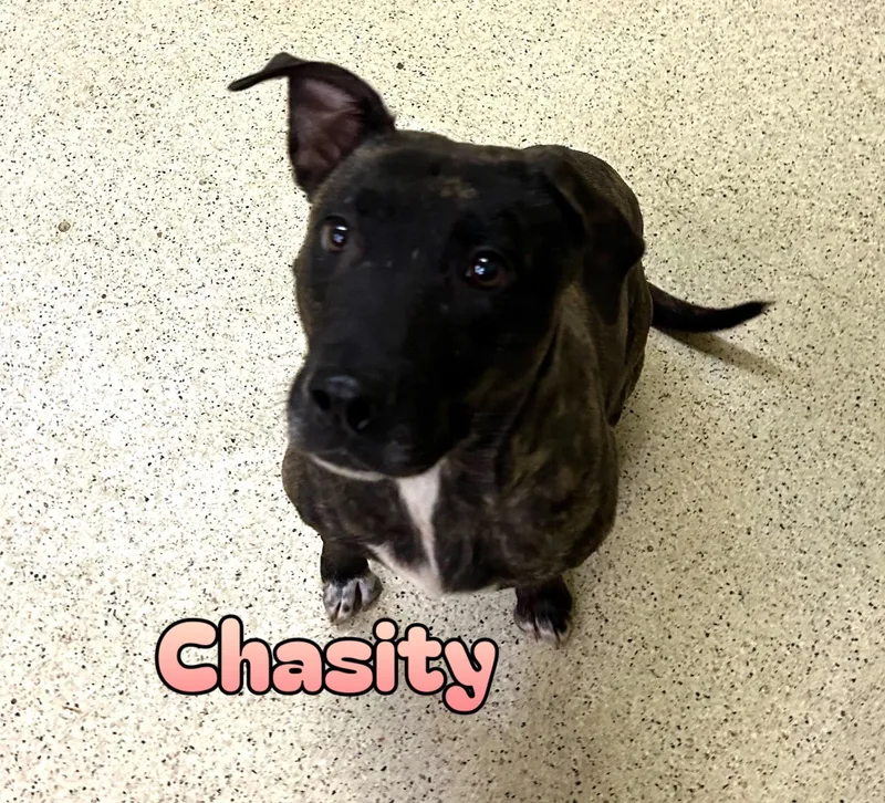 A young medium-sized female Terrier dog named Chasity for adoption in Muncie, IN