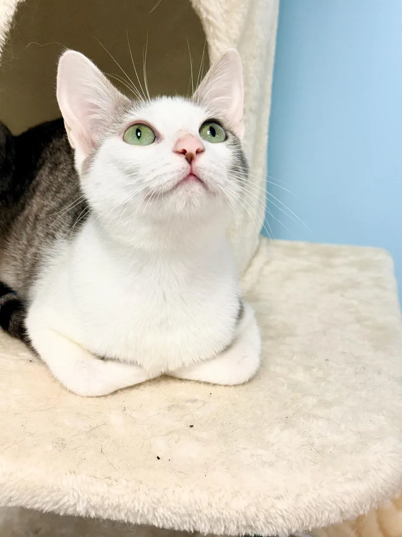 A baby medium-sized female Blue Cream Domestic Short Hair cat named Nora for adoption in Covington, LA