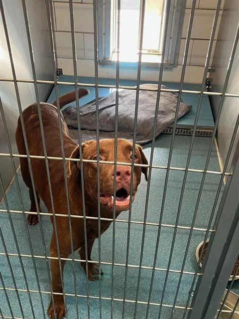 An adult large-sized male Labrador Retriever dog named Assembly for adoption in Pearland, TX