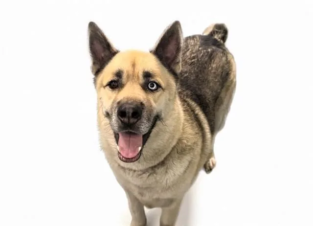 An adult medium-sized male German Shepherd Dog dog named Ragnar for adoption in Fort Lauderdale, FL