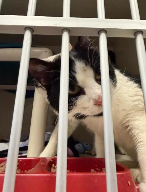 An adult medium-sized male Black Domestic Short Hair cat named Athos for adoption in Fort Collins, CO
