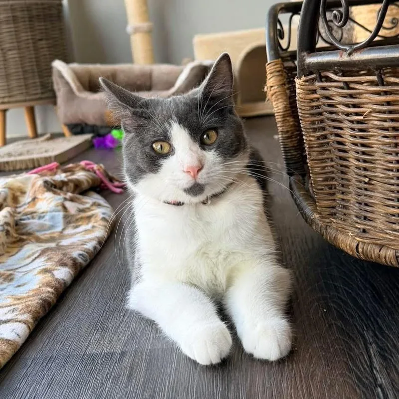 A young medium-sized male Domestic Short Hair cat named Goose for adoption in Momence, IL
