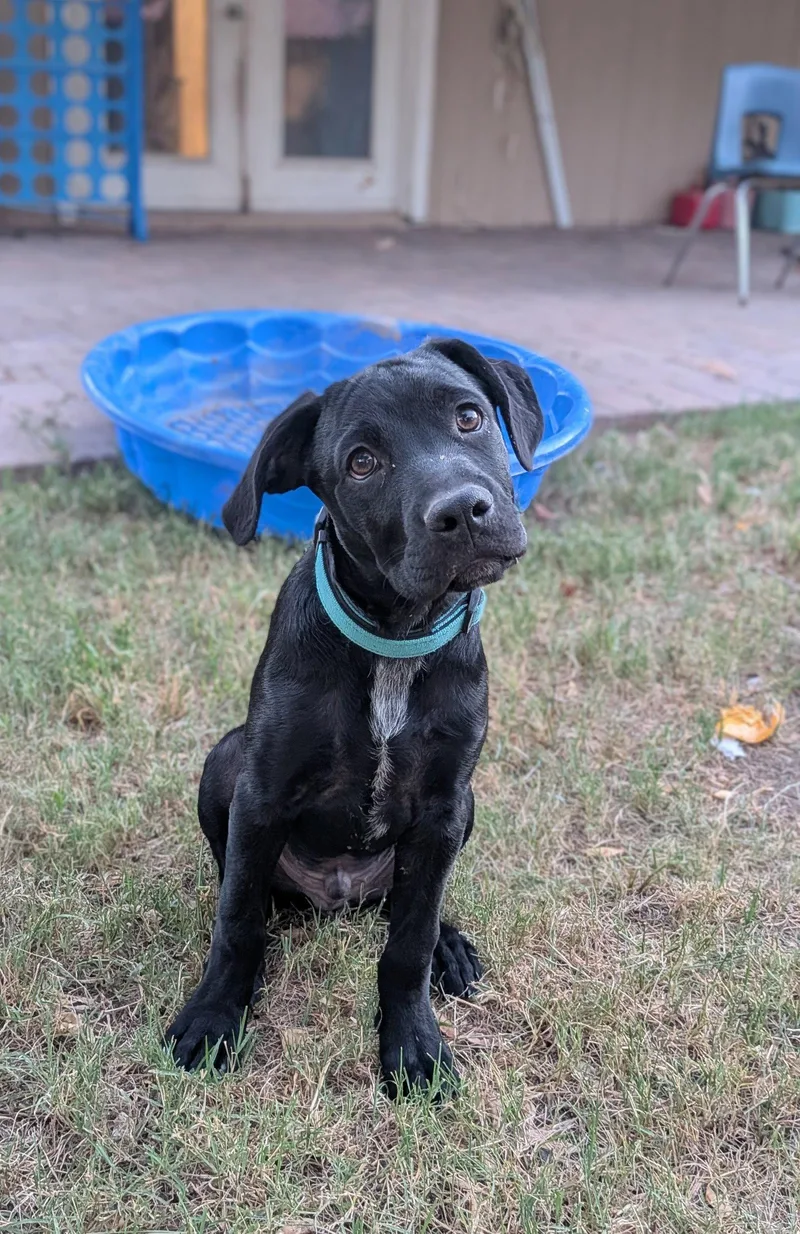 A young large-sized male Cane Corso dog named Arlo for adoption in Phoenix, AZ
