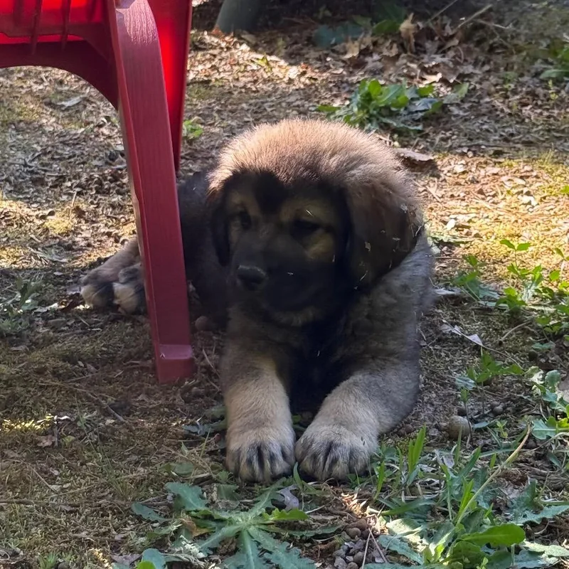 A baby small-sized male Sable Great Pyrenees dog named Aragorn for adoption in Fayetteville, GA