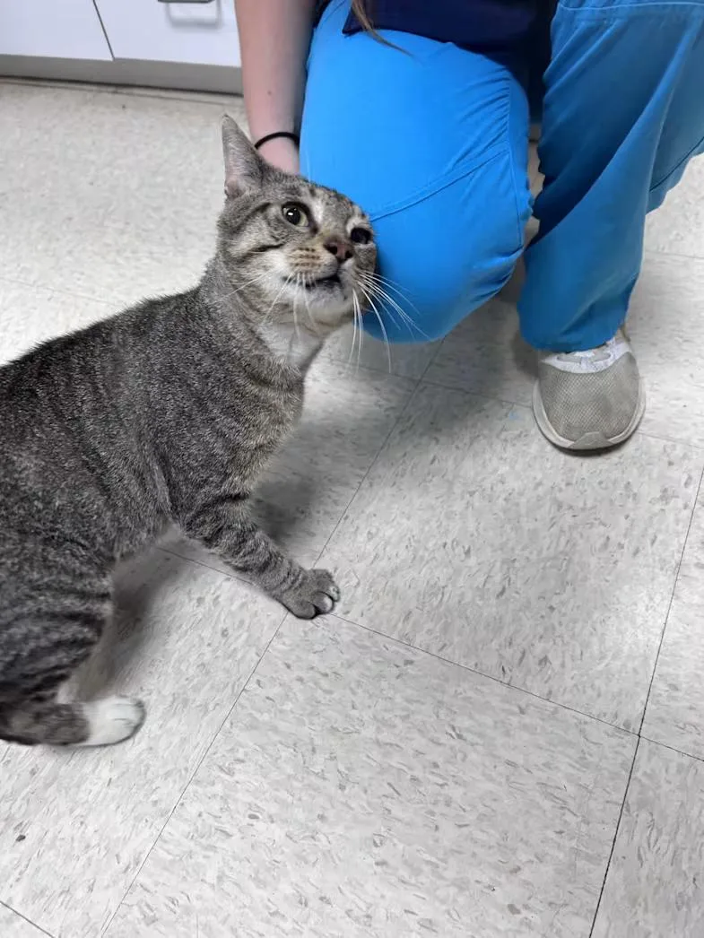 An adult medium-sized male Tabby (Brown / Chocolate) Domestic Short Hair cat named Peter for adoption in Greensboro, NC