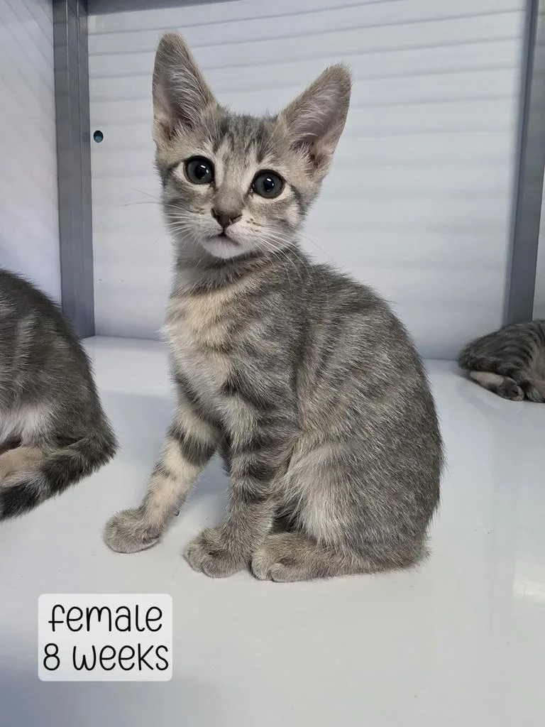 A baby medium-sized female Domestic Short Hair cat named Cookie Butter for adoption in Holbrook, AZ