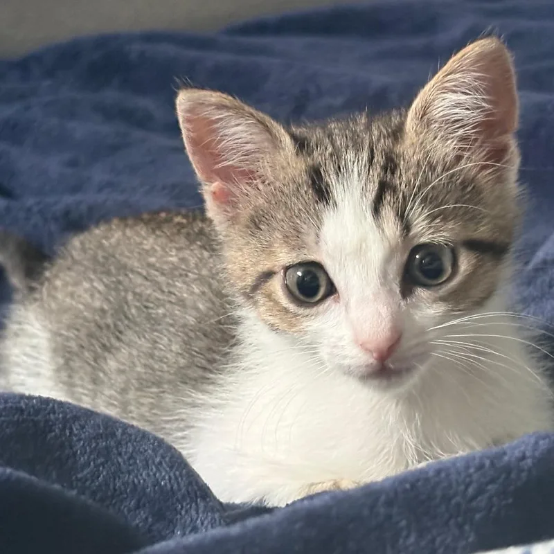 A baby small-sized female Brown / Chocolate Domestic Short Hair cat named Emergency Contact for adoption in Austin, TX