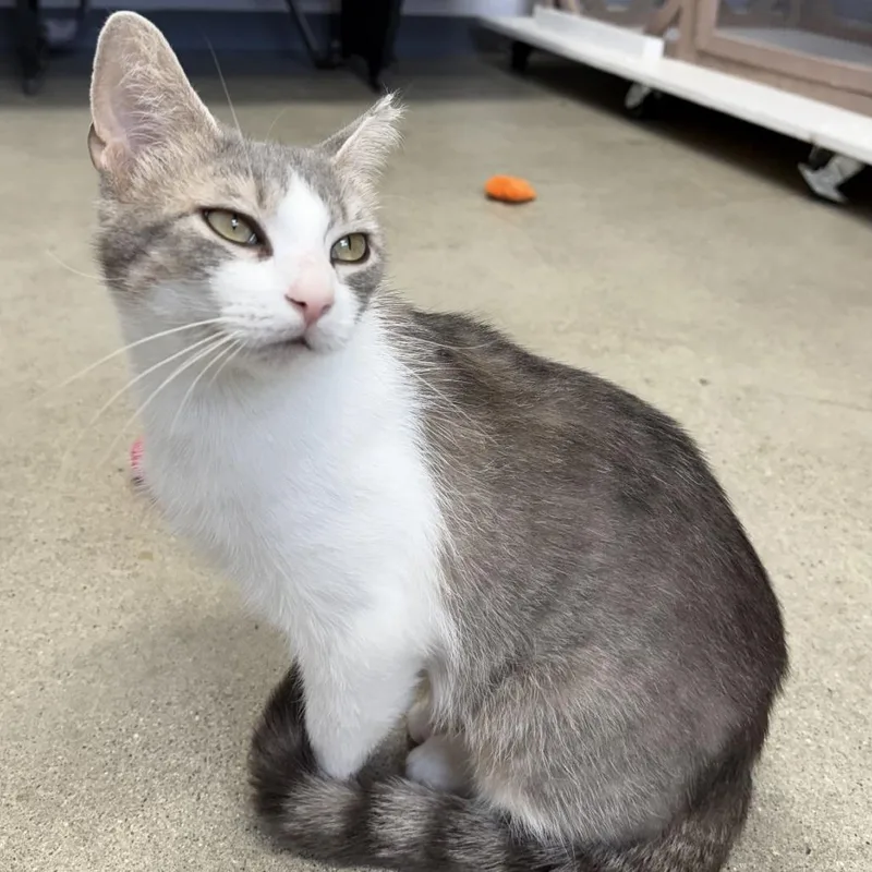 A young small-sized female Domestic Short Hair cat named Miss Grey for adoption in Archbold , OH