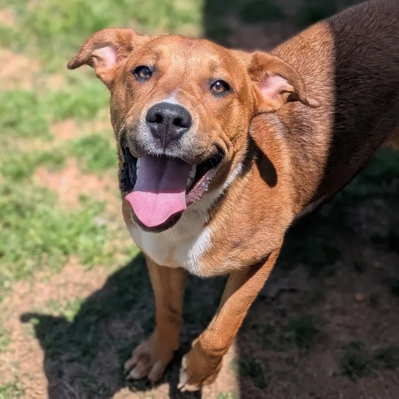 A young medium-sized male Brown / Chocolate Mixed Breed dog named Luigi for adoption in Brownsboro, AL