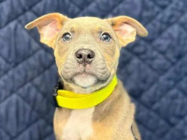 A baby small-sized male Pit Bull Terrier dog named Ross for adoption in Portland, OR