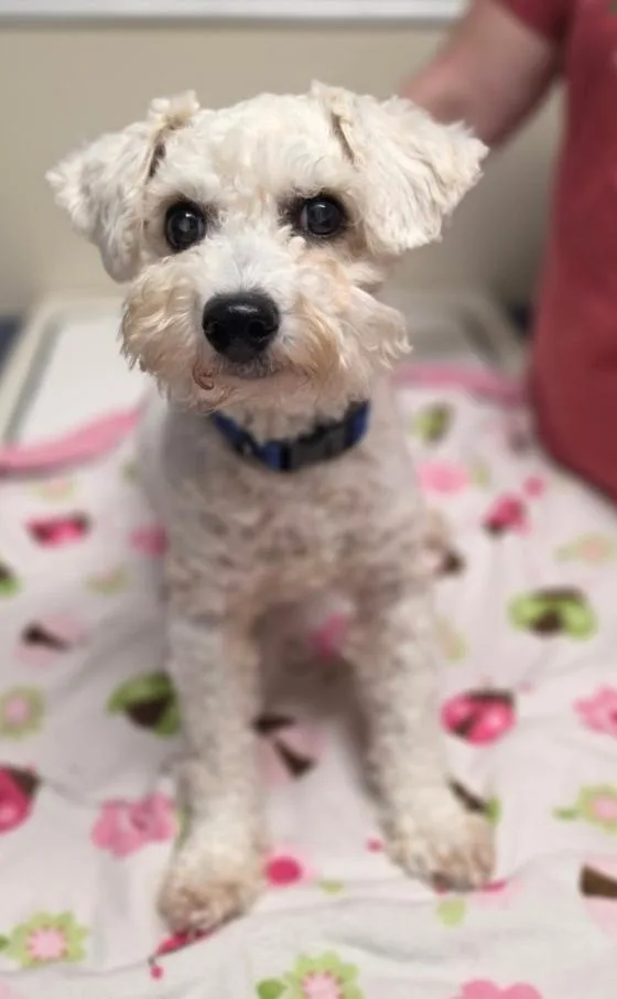 Ollie