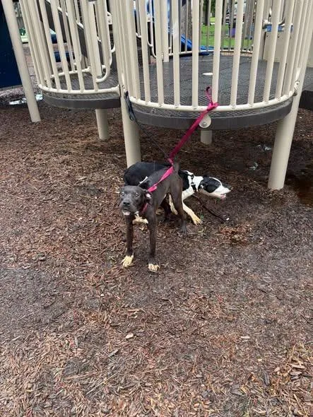 A young medium-sized male Pit Bull Terrier dog named Tied Up Dog for adoption in Humble, TX
