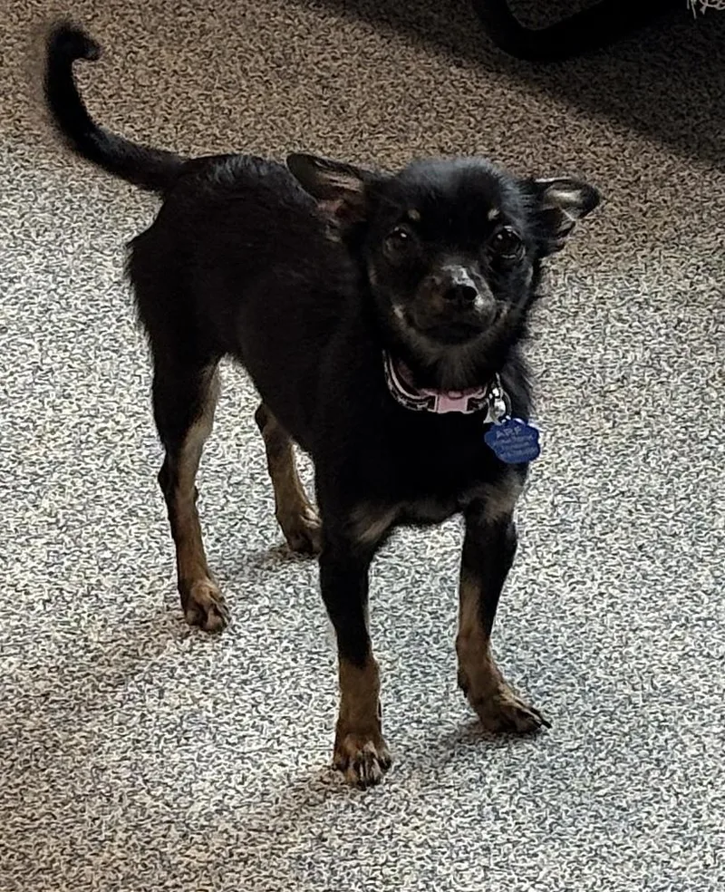 An adult small-sized female Black Chihuahua dog named Nola for adoption in Bartlesville, OK