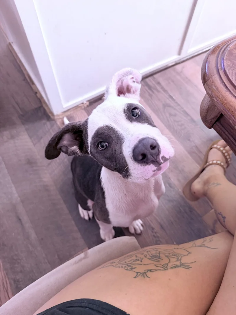 A young medium-sized male Yellow / Tan / Blond / Fawn Pit Bull Terrier dog named Shark for adoption in Visalia, CA