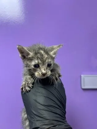 A baby small-sized female Gray / Blue / Silver Domestic Short Hair cat named 61128343 for adoption in El Paso, TX