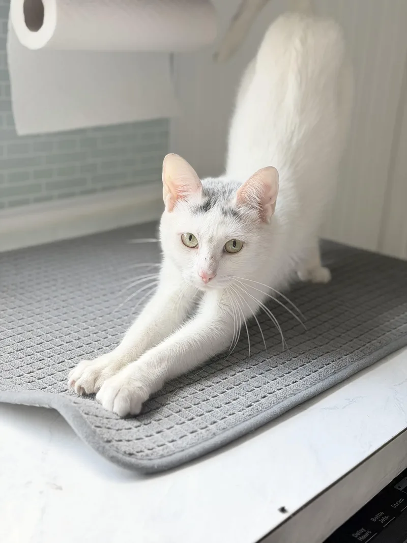 An adult medium-sized female White Domestic Short Hair cat named Opal for adoption in West Haven, CT