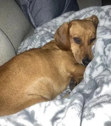 An adult medium-sized male Dachshund dog named Ricky for adoption in Pearland, TX