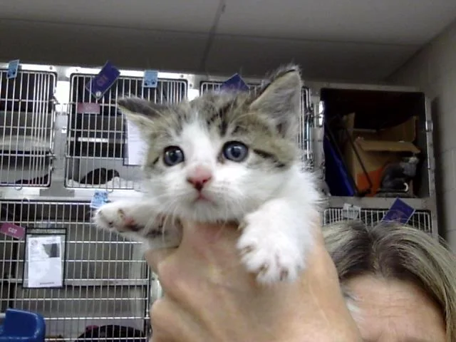 A young small-sized female Domestic Short Hair cat named Scrump for adoption in Pasadena, TX