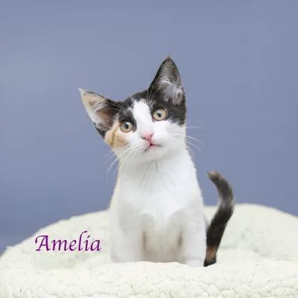 A baby small-sized female Domestic Short Hair cat named Amelia for adoption in Parma, OH