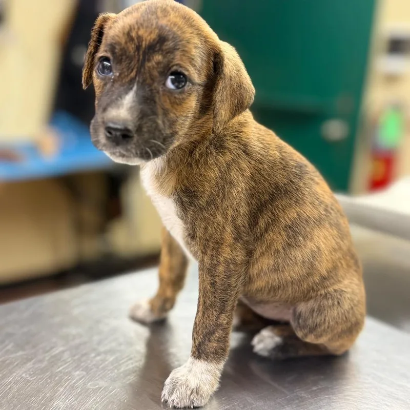 A baby small-sized female Brindle Mixed Breed dog named Clavacillin for adoption in Pauls Valley, OK