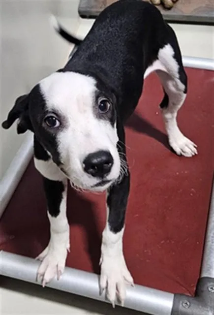 A baby small-sized female Pit Bull Terrier dog named Bessie for adoption in Bakersfield, CA