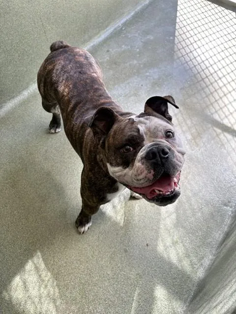 An adult extra large-sized female English Bulldog dog named Marge for adoption in Castaic, CA