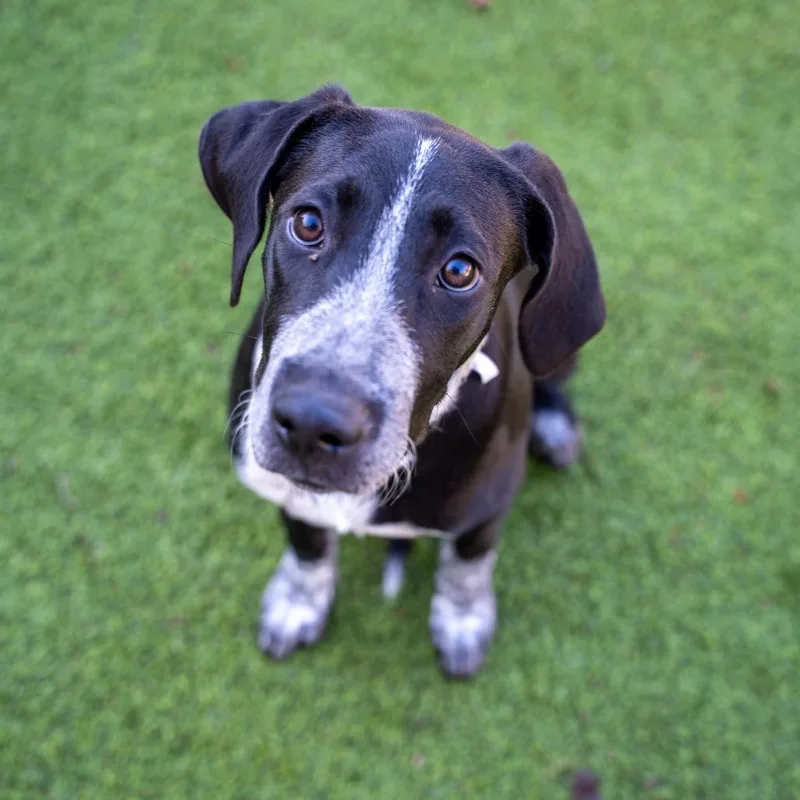 A baby medium-sized male Black Hound dog named Silas for adoption in Gainesville, GA