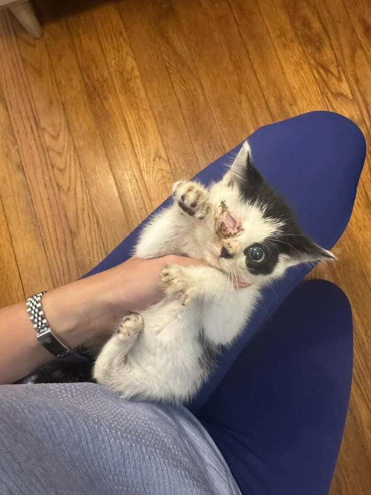A baby medium-sized female Black & White / Tuxedo Domestic Short Hair cat named Egg for adoption in Emerald Isle, NC