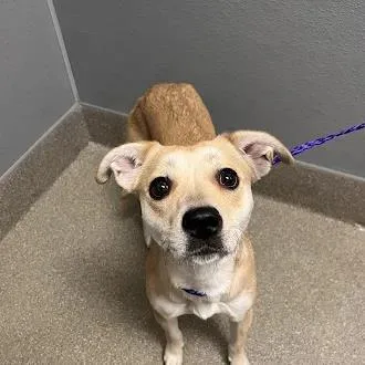A young medium-sized female Labrador Retriever dog named Misteh for adoption in Las Vegas, NV