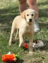 A baby medium-sized male Mixed Breed dog named Coconut for adoption in West Chester, PA