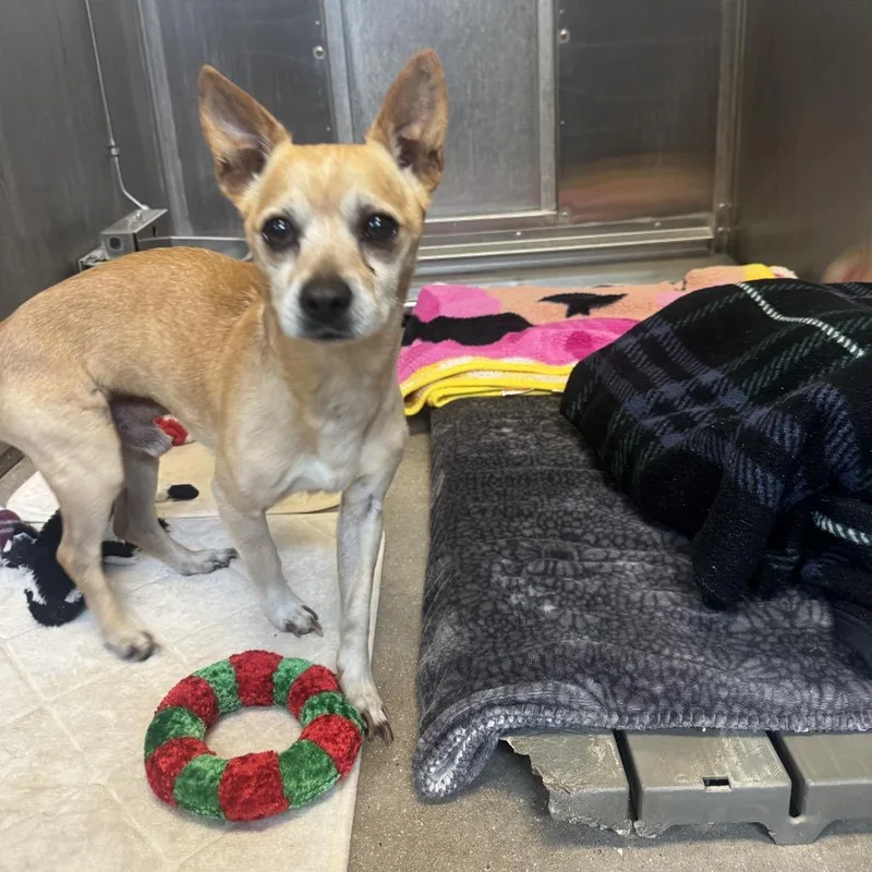 An adult small-sized male Yellow / Tan / Blond / Fawn Mixed Breed dog named YORKStray for adoption in York, PA