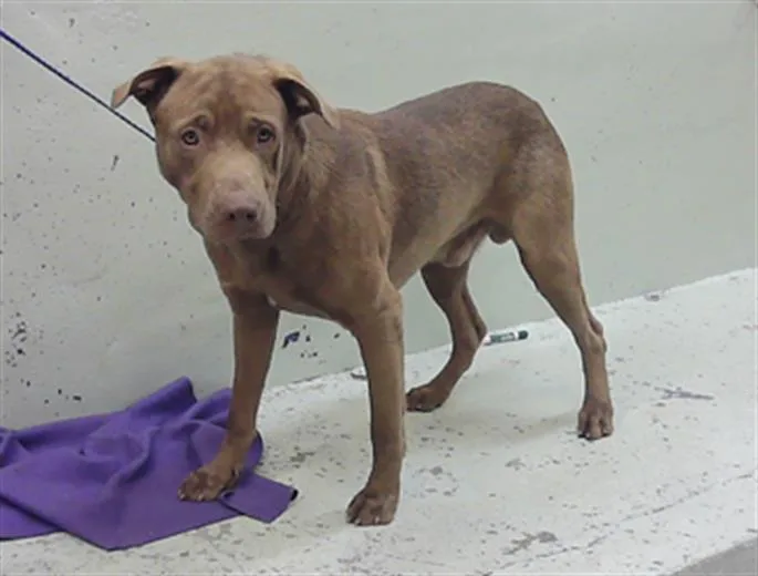 A young extra large-sized male Labrador Retriever dog named Dexter for adoption in Houston, TX