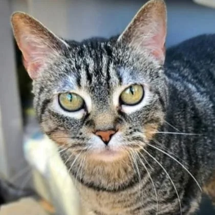 A young medium-sized female Tabby (Brown / Chocolate) Domestic Short Hair cat named Bella for adoption in Warr Acres, OK