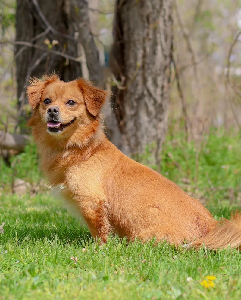 An adult small-sized male Golden Pomeranian dog named Tasmanian Devil for adoption in Bridgeport, CT