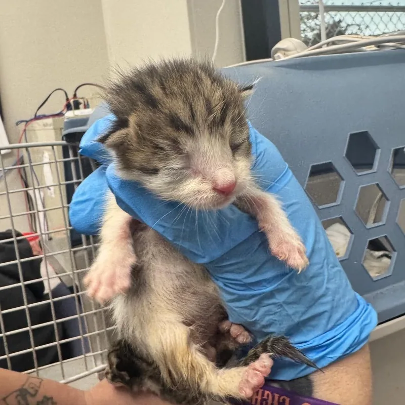 A baby small-sized male White Domestic Short Hair cat named Pooh for adoption in Columbiana, AL