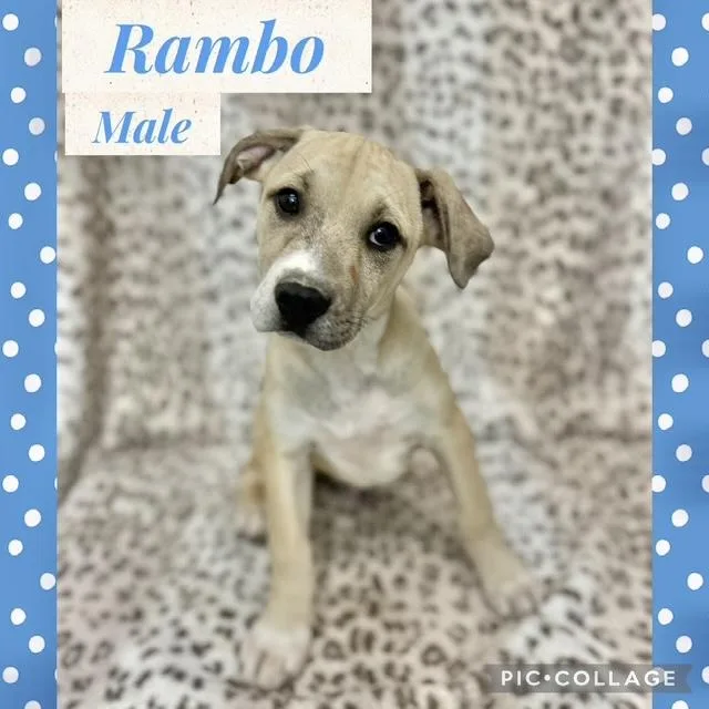 A baby medium-sized male Mountain Cur dog named Rambo for adoption in Manchester, CT