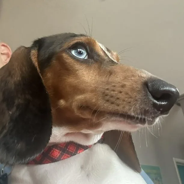Frank Sinatra